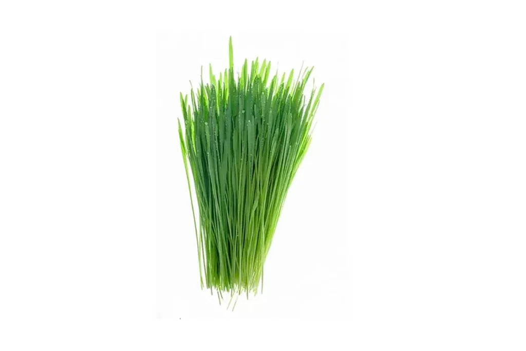 Wheatgrass